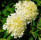 Aktuelles Rispenhortensie Whitelight Angebot bei Pflanzen Kölle in Wiesbaden ab 21,99 €