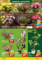 Ähnliche Stiefmütterchen Angebote im Prospekt "Aktuelle Angebote" von Netto Marken-Discount in Ludwigsburg Ähnliche Angebote wie Stiefmütterchen im Prospekt "Aktuelle Angebote" auf Seite 19 von Netto Marken-Discount in Ludwigsburg