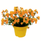 Australisches Gänseblümchen, Kapaster, Elfenspiegel Angebote bei toom Baumarkt Hürth für 2,99 €