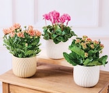 Plante fleurie - Super U à Gap Plante fleurie en promo chez Super U Gap à 6,99 €