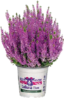 Knospenheide für 1,99 € bei Globus-Baumarkt im Angebot Knospenheide im aktuellen Globus-Baumarkt Prospekt