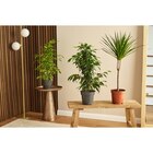 Plante Verte - MDD en promo chez Carrefour Market Courbevoie à 6,99 €