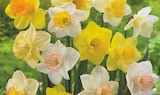 Promo Bulbes à fleurs gros volumes à 5,99 € dans le catalogue Bi1 à Lusigny