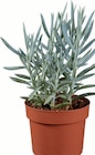 Cactus et succulentes mix en promo chez Lidl Cactus et succulentes mix dans le catalogue Lidl