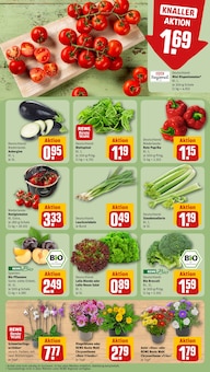 Zwiebeln Angebot im REWE Prospekt, gültig von 11.08.2025 bis 16.08.2025 Zwiebeln Angebot im aktuellen REWE Prospekt auf Seite 7