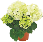 HORTENSIA - GARDENLINE en promo chez Aldi HORTENSIA - GARDENLINE dans le catalogue Aldi