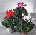 Cyclamen - U - U Express à Épinal Cyclamen - U en promo chez U Express Épinal à 5,99 €