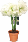 Netto Marken-Discount - Amaryllis Angebot im Prospekt Amaryllis bei Netto Marken-Discount im Prospekt "" für 3,99 €
