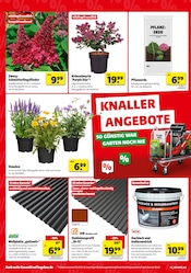 Ähnliche Angebote wie Mutterboden im Prospekt "KNALLERANGEBOTE" auf Seite 4 von Hagebaumarkt in Mainz