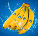 Bananen im Angebot bei Netto Marken-Discount in Rostock Bananen Angebote von Chiquita bei Netto Marken-Discount Rostock für 1,99 €