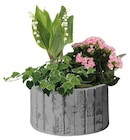 Composition bambou en promo chez Carrefour Brest à 19,99 €