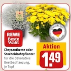 Chrysantheme im Angebot bei REWE in Siegen Chrysantheme Angebote von REWE Beste Wahl bei REWE Siegen für 1,49 €