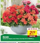 Geranie Angebote bei toom Baumarkt Kamp-Lintfort für 2,29 €
