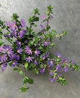 Blaue Fächerblume  im aktuellen Hornbach Prospekt für 2,99 €