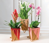 Plante fleurie - U Express à Montreuil Plante fleurie en promo chez U Express Montreuil à 8,99 €