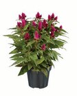 Aktuelle Zimmerpflanzen Angebote bei Lidl in Nürnberg Aktuelles Celosia Caracas XL Angebot bei Lidl in Nürnberg ab 3,99 €