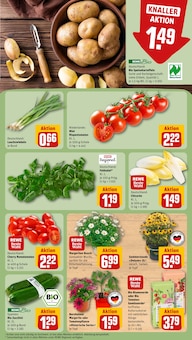 Pflanzen im REWE Prospekt "Dein Markt" mit 29 Seiten (Wiesbaden)