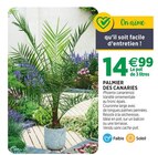 Palmier des Canaries à Jardineries du terroir dans Saint-Jean-de-La-Porte Palmier des Canaries à Jardineries du terroir dans Saint-Jean-de-La-Porte