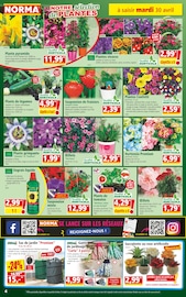 Fleurs Artificielles Angebote im Prospekt "Votre Discounter Régional" von Norma auf Seite 4