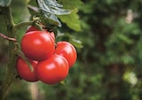 Aktuelle Tomaten Angebote bei EDEKA in Kiel Aktuelles Cherry Rispentomaten Angebot bei EDEKA in Kiel ab 3,99 €