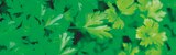 Plantes aromatiques à Gamm vert dans Jarnioux Plantes aromatiques à Gamm vert dans Jarnioux