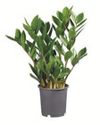 Aktuelles Zamioculcas Angebot bei Lidl in München ab 3,99 €