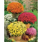 Chrysanthème Pomponnette - Carrefour Market à L'Haÿ-les-Roses Chrysanthème Pomponnette en promo chez Carrefour Market L'Haÿ-les-Roses à 3,89 €