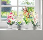 Künstliche Orchidee für 7,99 € bei Netto mit dem Scottie im Angebot Künstliche Orchidee im aktuellen Netto mit dem Scottie Prospekt