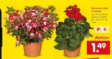 Aktuelles Geranien Angebot bei Netto Marken-Discount in Wuppertal ab 1,49 €