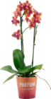 ORCHIDÉE 2 BRANCHES PARFUMÉE - SANS MARQUE - Auchan Hypermarché à Noisy-le-Grand ORCHIDÉE 2 BRANCHES PARFUMÉE - SANS MARQUE en promo chez Auchan Hypermarché Noisy-le-Grand à 14,99 €