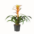 Vriesea- und Guzmanienmix Angebote bei Lidl Dortmund für 4,99 €