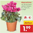 Aktuelles Alpenveilchen Angebot bei Netto Marken-Discount in Mannheim ab 1,99 €