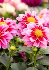 Dahlien Angebot in Fuldabrück Dahlien im aktuellen Prospekt bei Garten-Center Nordharz GmbH & Co. KG in Fuldabrück