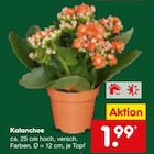 Kalanchoe im Angebot bei Netto Marken-Discount in Ratingen Kalanchoe Angebote bei Netto Marken-Discount Ratingen für 1,99 €