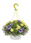 Gattungsmix Ampel - Ton in Ton Angebote von GROW by OBI bei OBI Bonn für 16,99 €