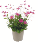 Australisches Gänseblümchen im Angebot bei toom Baumarkt in Gifhorn Australisches Gänseblümchen Angebote bei toom Baumarkt Gifhorn für 2,99 €