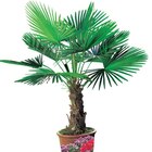 Palmier en promo chez Carrefour Drancy à 14,99 €