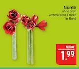 Aktuelles Amaryllis Angebot bei Marktkauf in Nürnberg ab 1,99 €