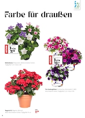 Balkonpflanzen im Moubis Pflanzenhof Prospekt in Osnabrück Aktueller Moubis Pflanzenhof Prospekt mit Balkonpflanzen, "Ein Sommer voller Blumen", Seite 4