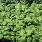 Basilic Grand Vert Bio. Le pot de 9x9 cm - BOTANIC® à 3,94 € dans le catalogue Botanic