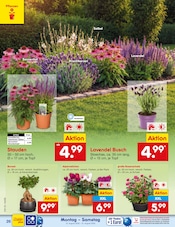 Lavendel im Netto Marken-Discount Prospekt in Bergisch Gladbach Aktueller Netto Marken-Discount Prospekt mit Lavendel, "Aktuelle Angebote", Seite 38