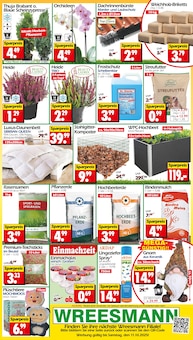 Zimmerpflanzen im aktuellen Wreesmann Prospekt (Dresden) Zimmerpflanzen im Wreesmann Prospekt "DEIN SAISON- & SONDERPOSTENMARKT!" mit 8 Seiten (Dresden)