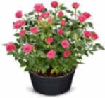 Rosenschale im Angebot bei Netto Marken-Discount in Löhne Rosenschale Angebote bei Netto Marken-Discount Löhne für 5,99 €