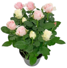 Rose im aktuellen Kaufland Prospekt
