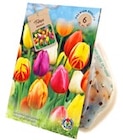 Riesenauswahl Herbstblumenzwiebeln im Angebot bei Thomas Philipps in Bad Oeynhausen Riesenauswahl Herbstblumenzwiebeln Angebote bei Thomas Philipps Bad Oeynhausen für 1,99 €