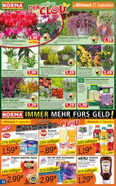 Ficus Angebote im Prospekt "Mehr fürs Geld" von Norma Ficus Angebote im Prospekt "Mehr fürs Geld" von Norma auf Seite 12