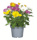 Chrysanthemen einfarbig für 1,69 € bei toom Baumarkt im Angebot Chrysanthemen einfarbig im aktuellen toom Baumarkt Prospekt