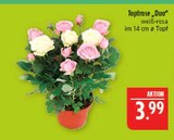 Aktuelle Farbe Angebote bei Marktkauf in Leipzig Aktuelles Topfrose Duo Angebot bei Marktkauf in Leipzig ab 3,99 €