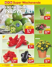 Balkonpflanzen im Netto Marken-Discount Prospekt in Bremerhaven Aktueller Netto Marken-Discount Prospekt mit Balkonpflanzen, "Aktuelle Angebote", Seite 52