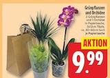 Grünpflanzen und Orchidee für 9,99 € bei EDEKA im Angebot Grünpflanzen und Orchidee im aktuellen EDEKA Prospekt